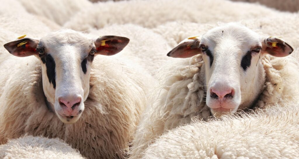 sheep 2292802 1920